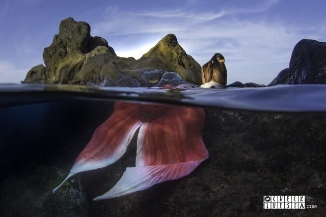 Una sirena en aguas de Tenerife