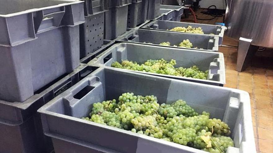 Albariño cordobés al 20%