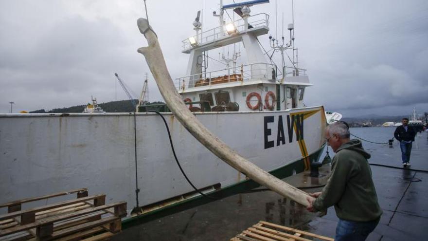 Descarga de una mandíbula de rorcual en noviembre de 2017 en la rula, capturada por el mismo barco. | Ricardo Solís