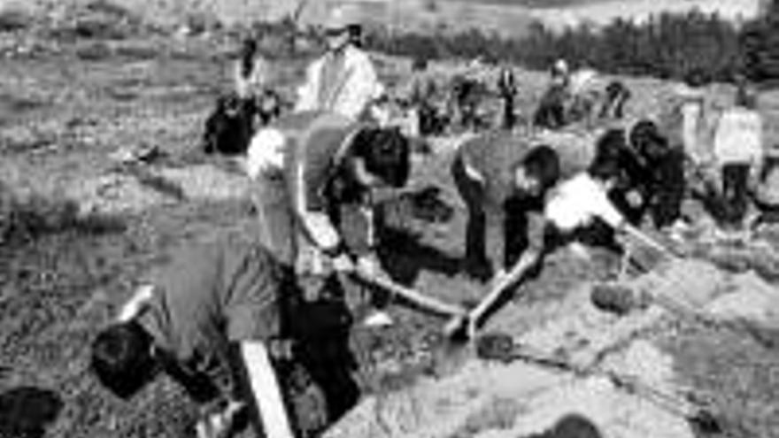 Los escolares plantan árboles junto al cementerio