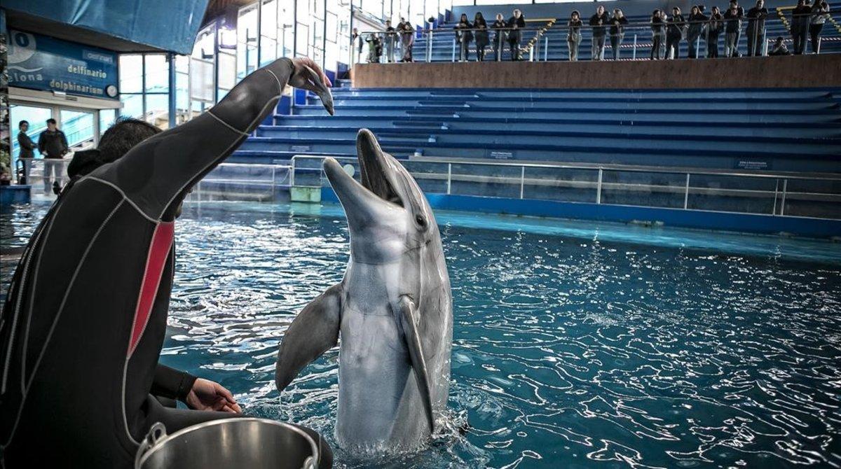 Delfines en el Zoo de Barcelona.