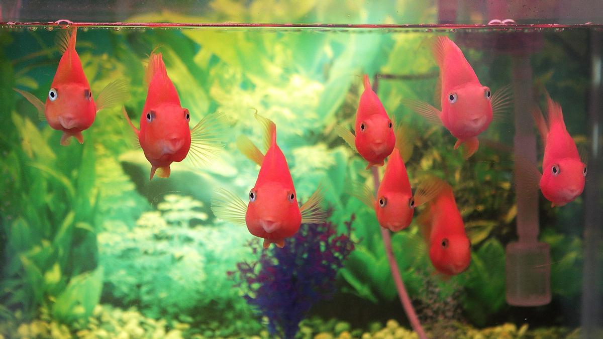 Peces rojos en un acuario