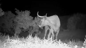 Localizan en un huerto al toro perdido en Almenara y buscan cómo capturarlo