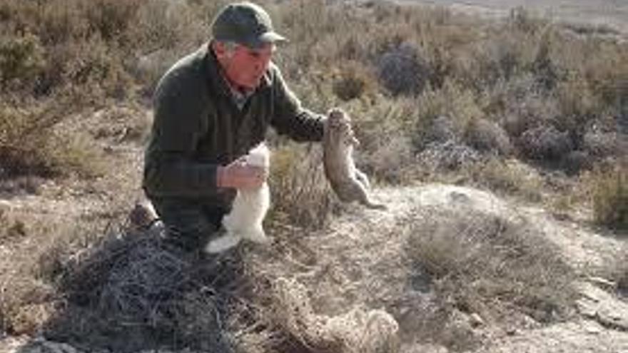 Iniciado el decreto de medidas para paliar los daños por conejos en Cariñena