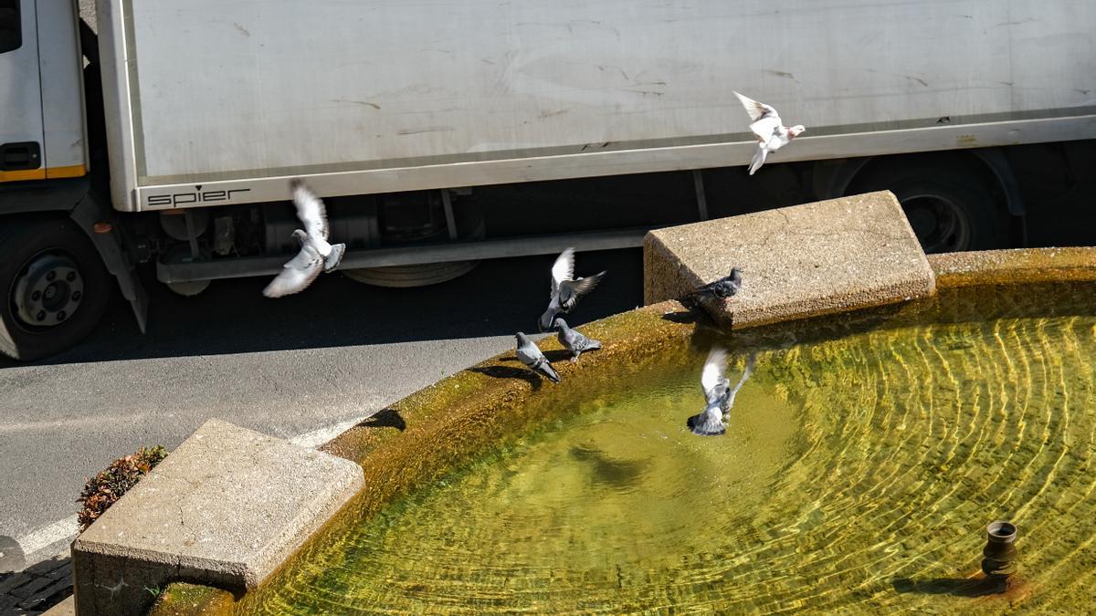 Las palomas van a la fuente de la plaza a beber agua.