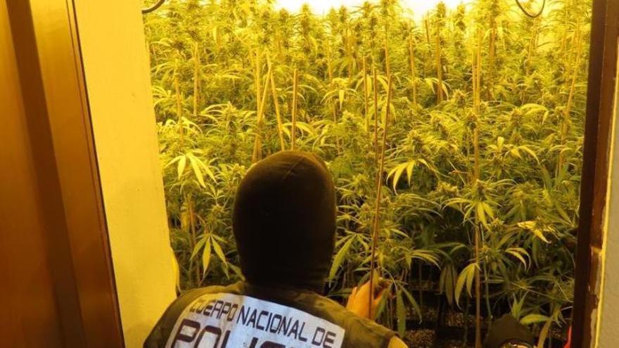 Intervenidas un millar de plantas de marihuana en una vivienda de Las Vaguadas de Badajoz
