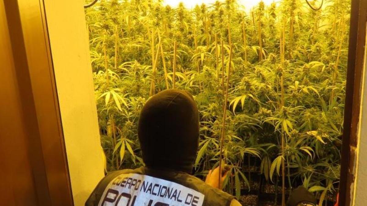 Parte de las plantas de marihuana intervenidas en la vivienda de Las vaguadas.