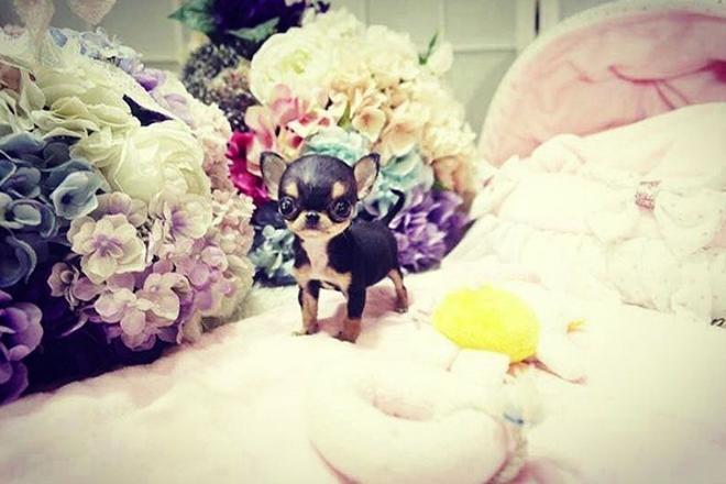 Paris Hilton presenta a su nueva perrito, un chihuahua que ha costado 8.000 dólares