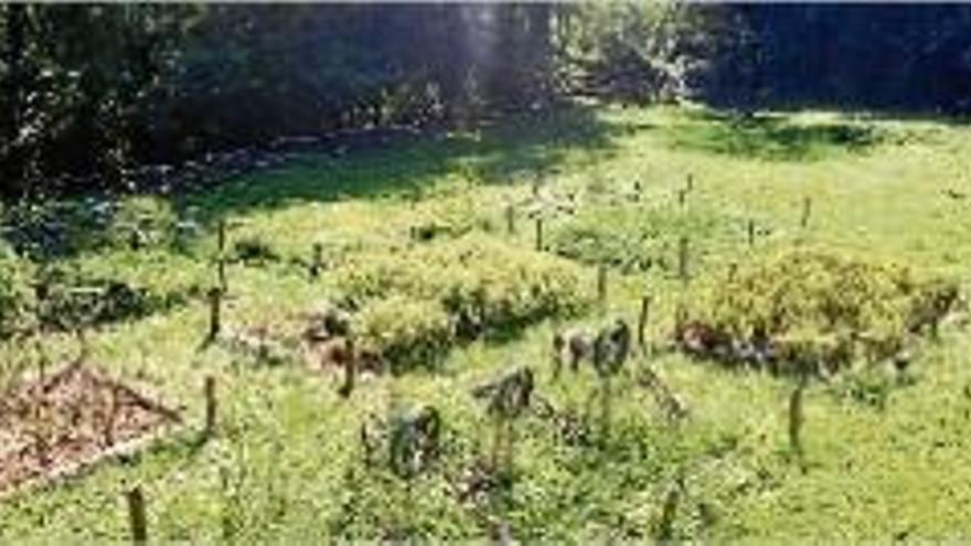 Els horts del parc de les Olors plens d&#039;herbes aromàtiques.