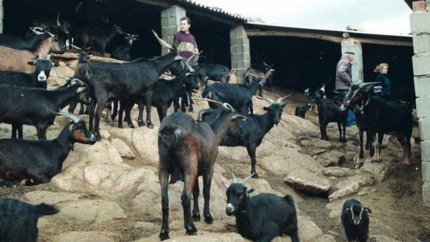 Extremadura y otras cinco regiones pueden crear una gran cooperativa de caprino