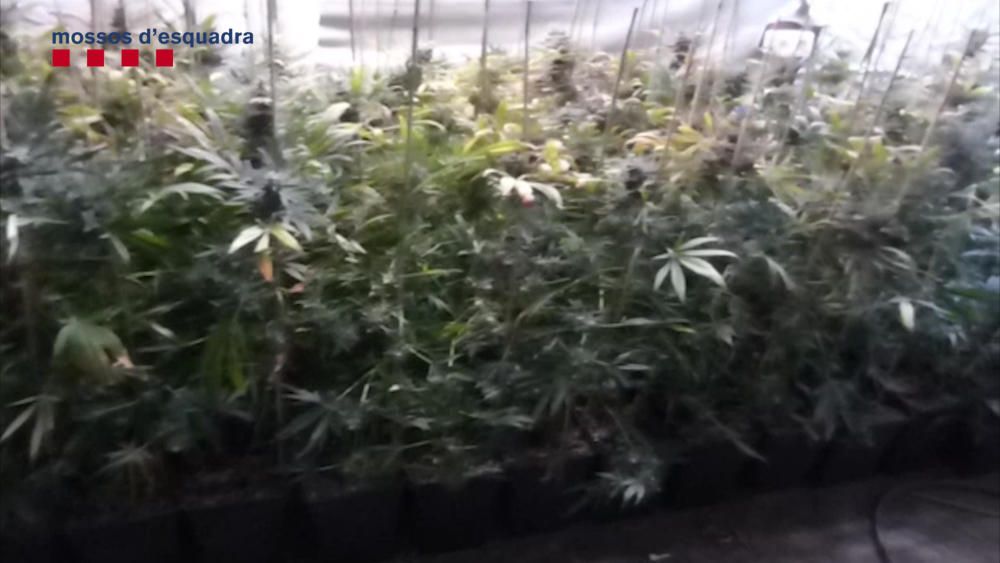 La plantació de més de 1.200 plantes de marihuana a Sant Esteve d'en Bas