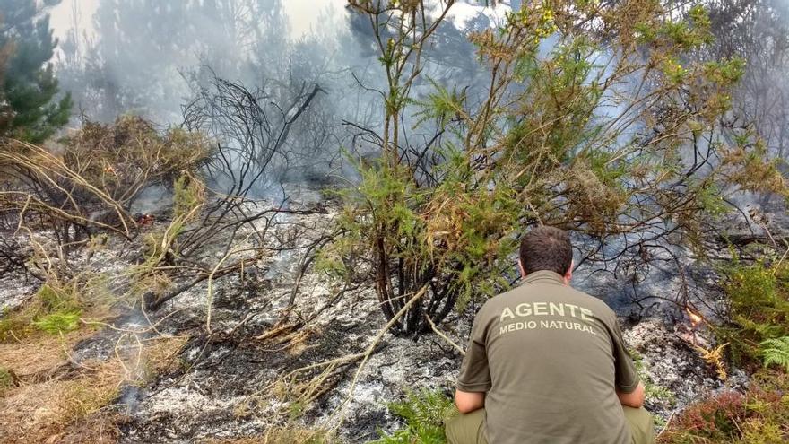 Un agente del Medio Natural busca indicios del inicio del fuego.