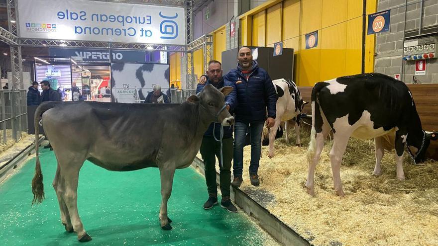 Jorge Hernández, con uno de sus socios, junto a la ternera adquirida en la Feria de Cremona, en Italia. | Cedida