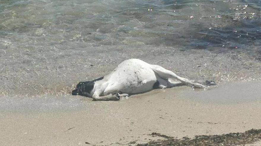 Aparece una cabra muerta en la orilla de la playa de Arenales