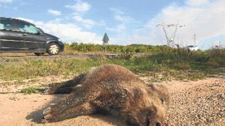 Imagen de un jabalí muerto en la cuneta, junto a una carretera.