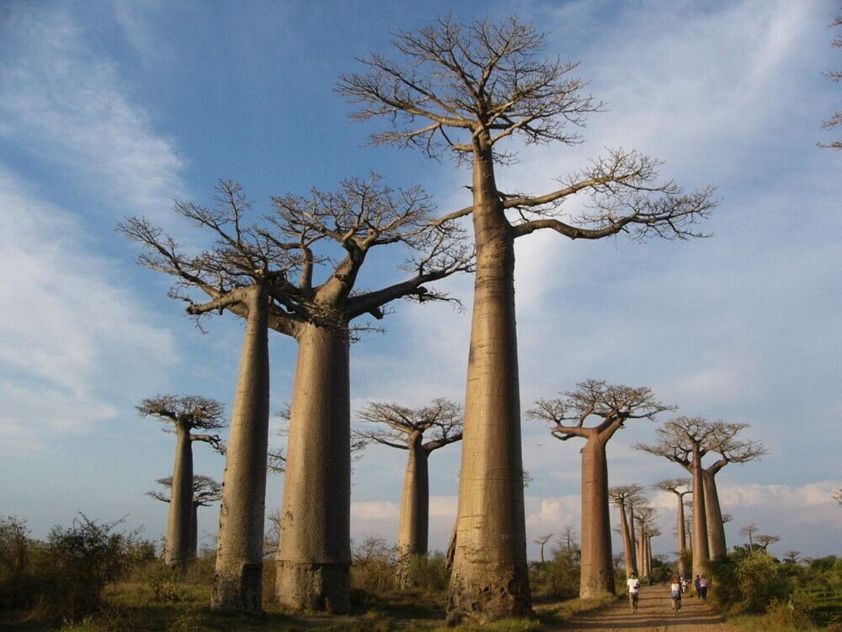 Bosques Secos de Andrefana, Madagascar