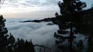 Niebla en un pinar canario.