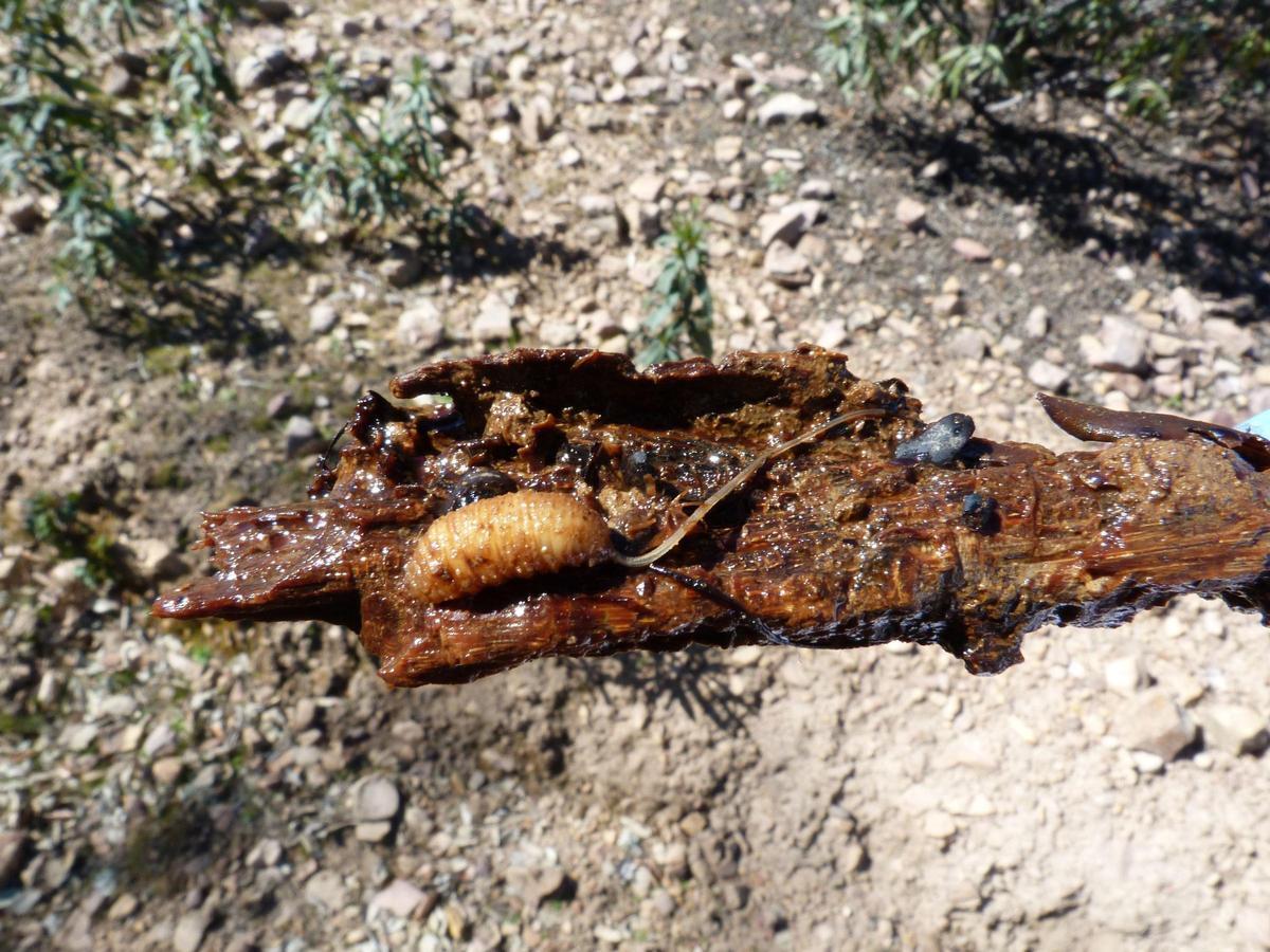 Els insectes i altres artròpodes s'encarreguen de descomposar la matèria morta al medi natural, garantint la salut mediambiental.
