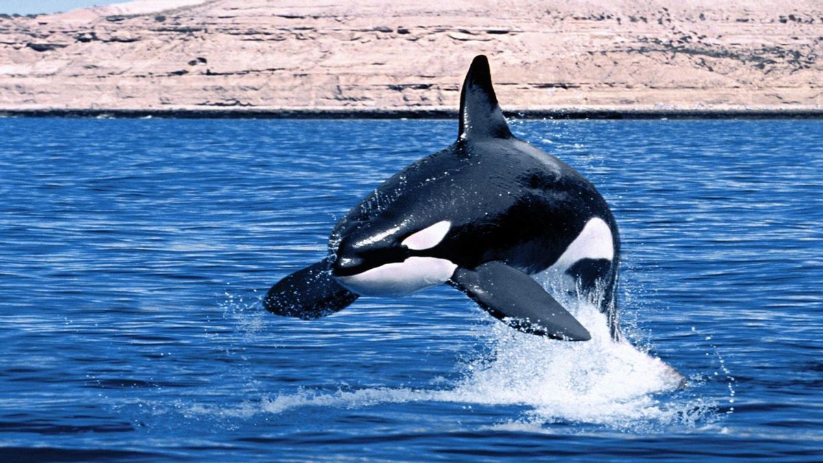 Una orca en su medio natural