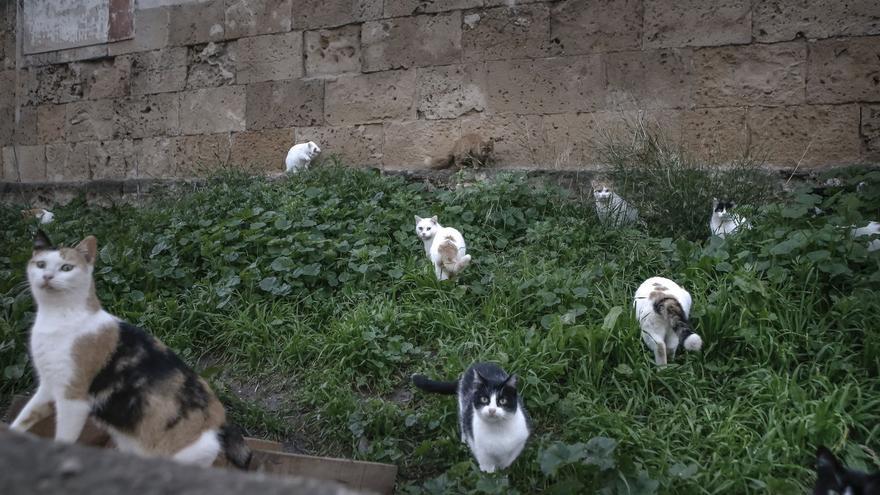 Colonias felinas en la Ley de Bienestar Animal: los veterinarios de Baleares critican que la norma solo plantea &quot;de pasada&quot; los aspectos negativos