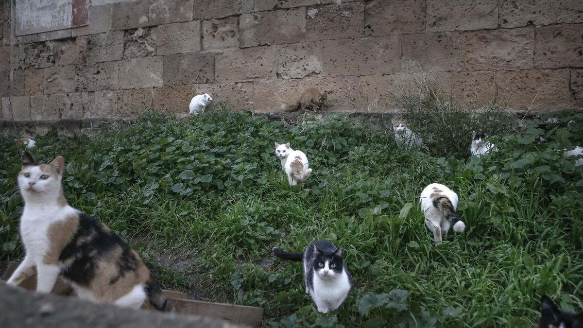 Imagen de una colonia felina en Mallorca.
