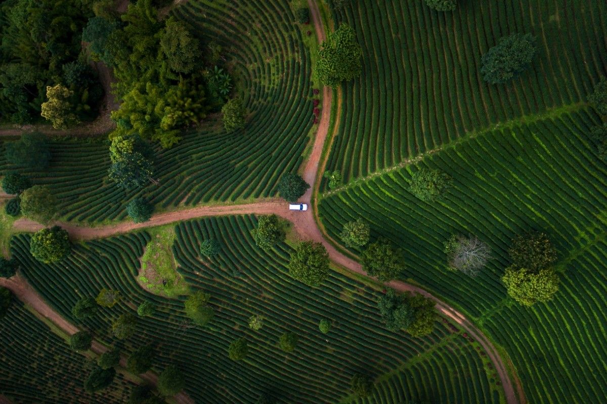 Plantaciones de té en Chiang Rai, norte de Tailandia