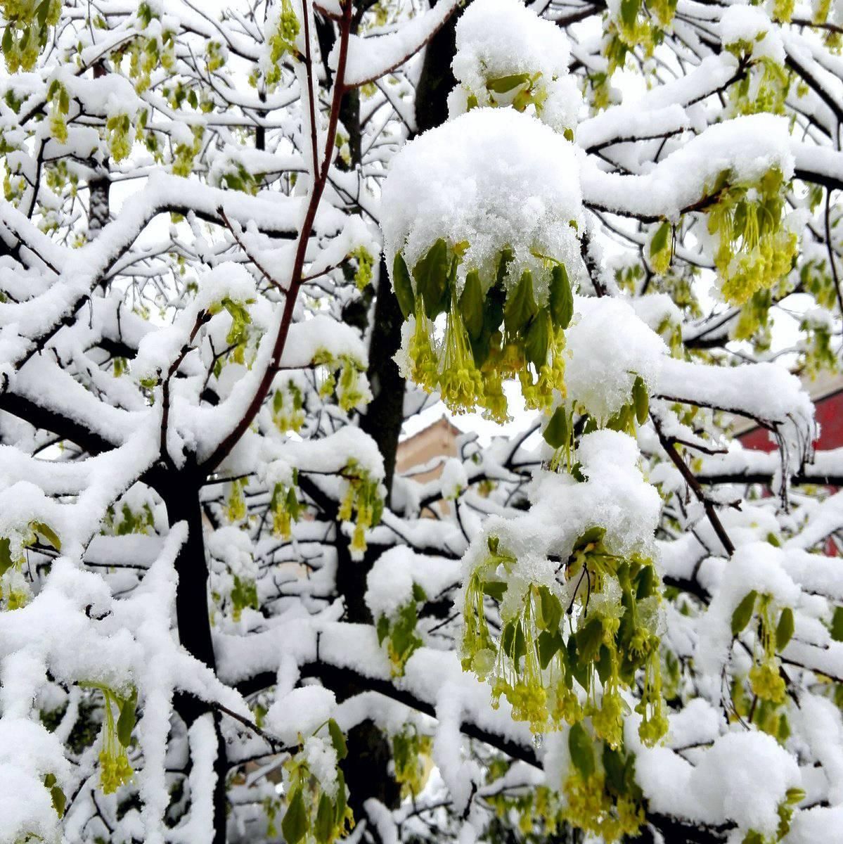 La nieve en primavera