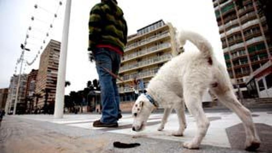 Un propietario de perro pasea a su mascota por el paseo de la playa de Levante de Benidorm