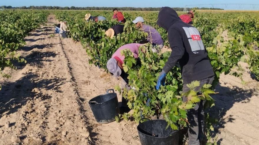 La producción de tinta de Toro en la DO, al alza