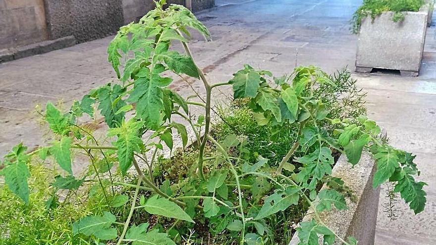 Tomate en la jardinera municipal al lado de María Pita.