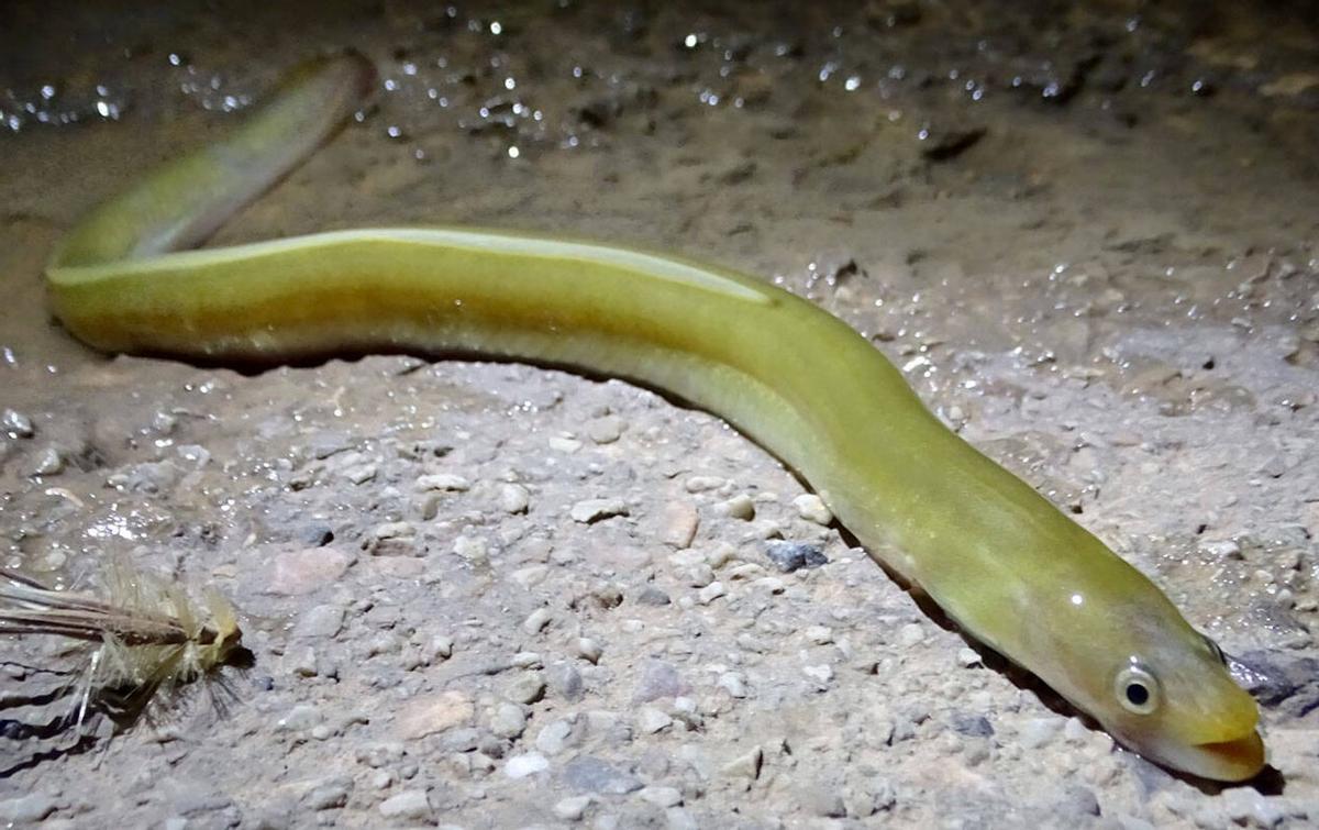 Un exemplar d’anguila europea  | ANSE