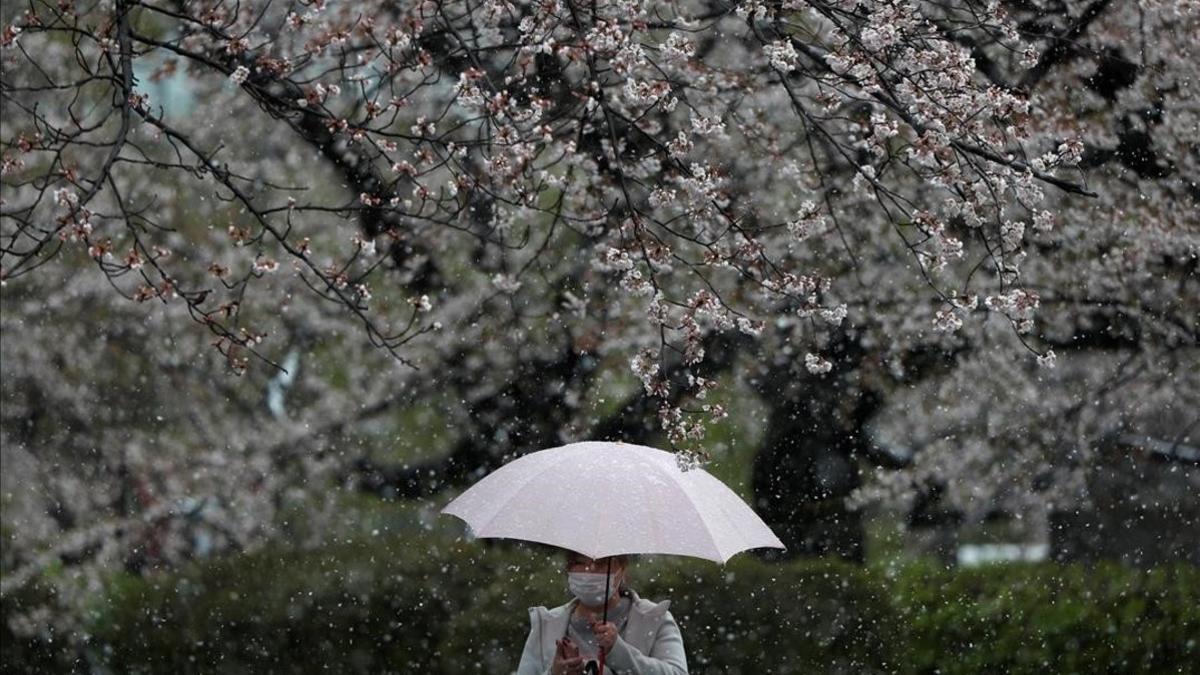 Una mujer con mascarilla pasea bajo los cerezos en flor en Tokio