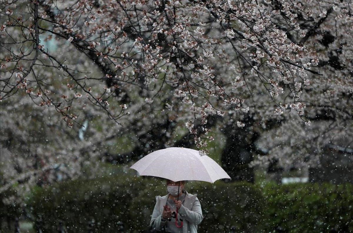 zentauroepp52960628 cerezos japon200329094429