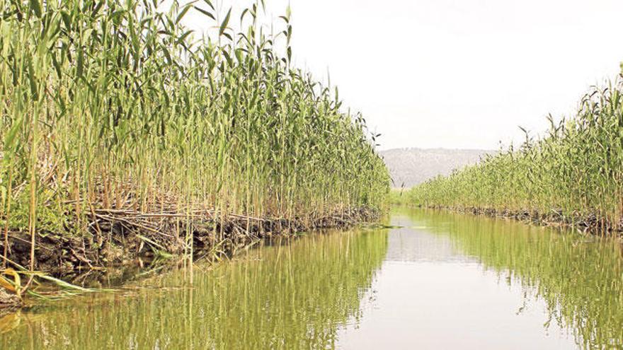 La pràctica totalitat de la finca es troba ocupada per terrenys de zona humida, canyissars alts i espessos, solcats per antigues sèquies i canals, com també per petites llacunes.