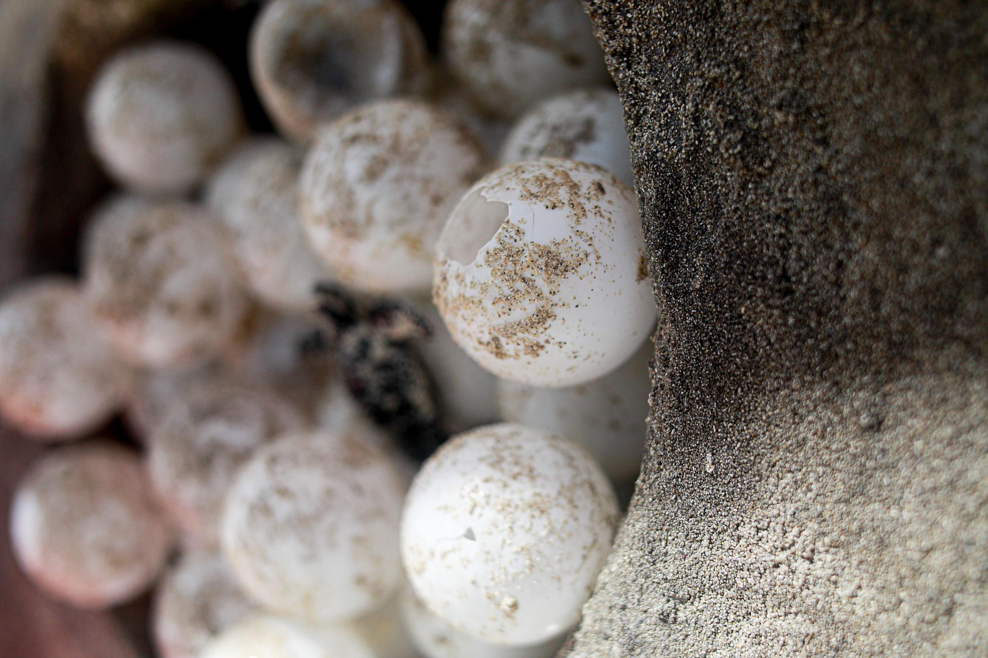 Mira aquí las imágenes de las últimas tortugas nacidas en Ibiza