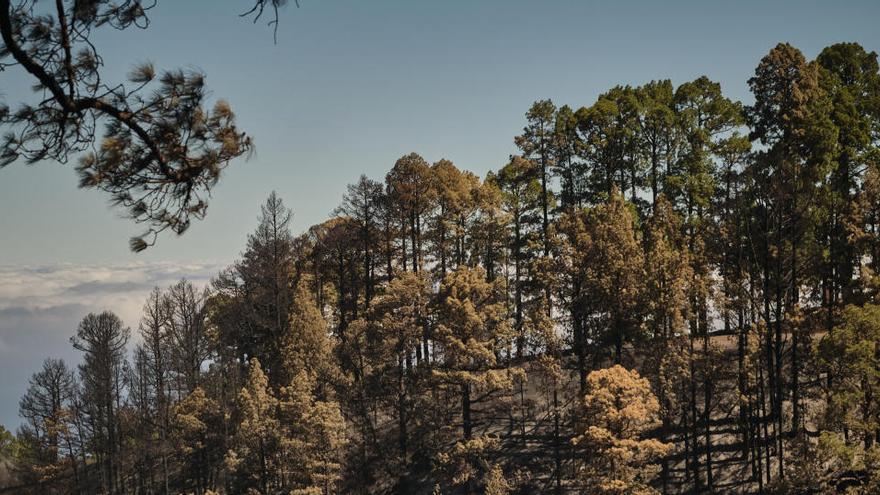 Parte de las zonas afectadas por el incendio.