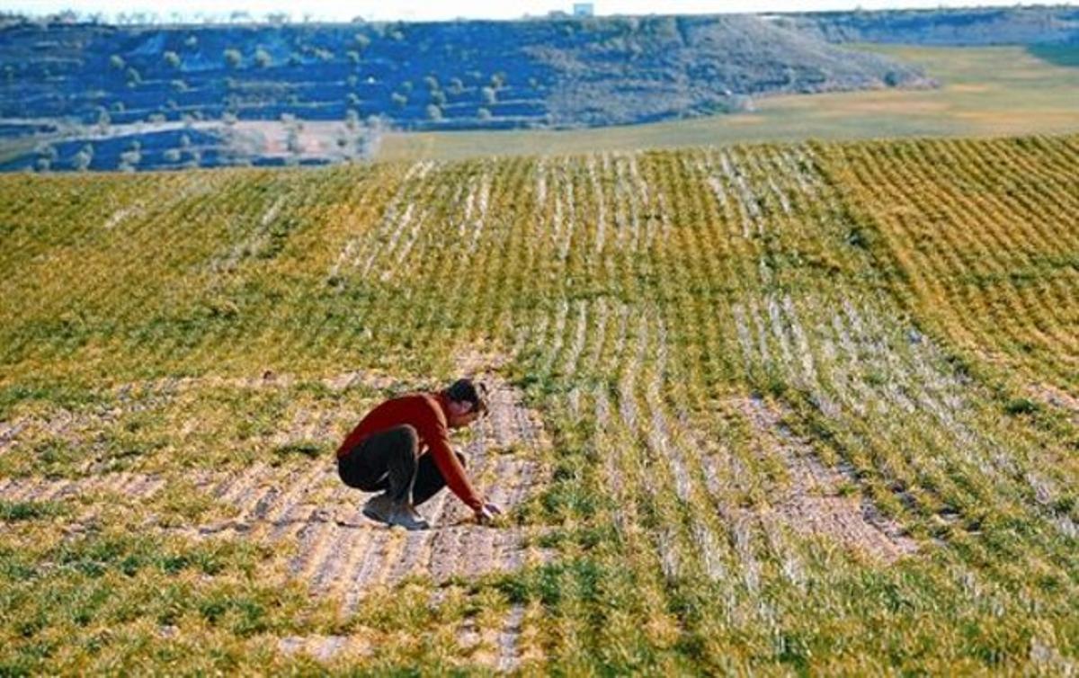 Eduard Almenara inspecciona un dels camps d’ordi de la família, a Alfés, ahir.