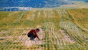 Eduard Almenara inspecciona uno de los campos de cebada de la familia, en Alfés, ayer.