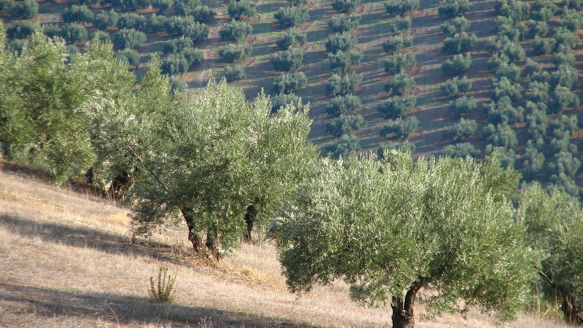 Diez buenas prácticas agrícolas para el cambio climático.