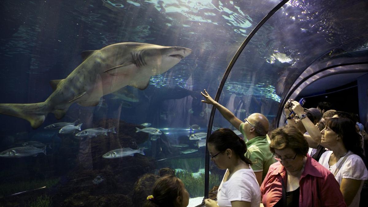 L'Aquàrium cumple 25 años