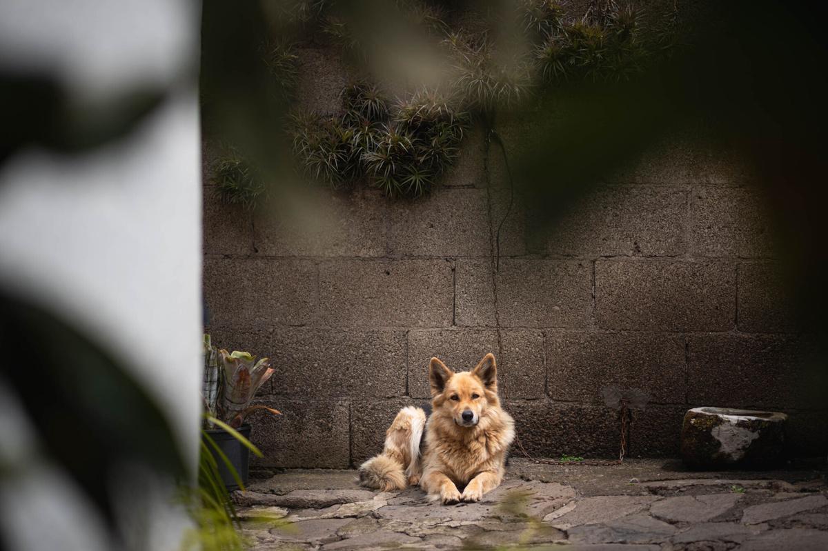 Tenerife vaciada: Bejía, en La Laguna