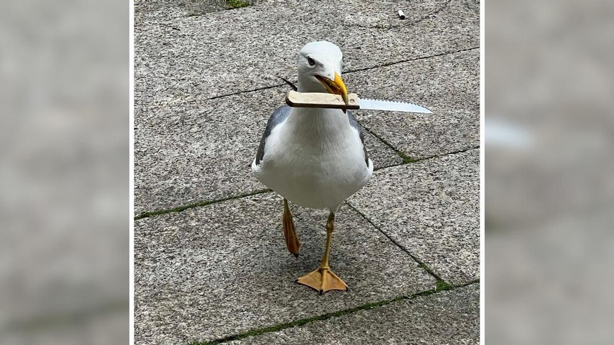 La gaviota, paseando con un cuchillo que robó en el Casco Vello de Vigo
