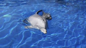 Dos de los delfines que habitaban en el Zoo Aquarium de Madrid hasta hace unas semanas.