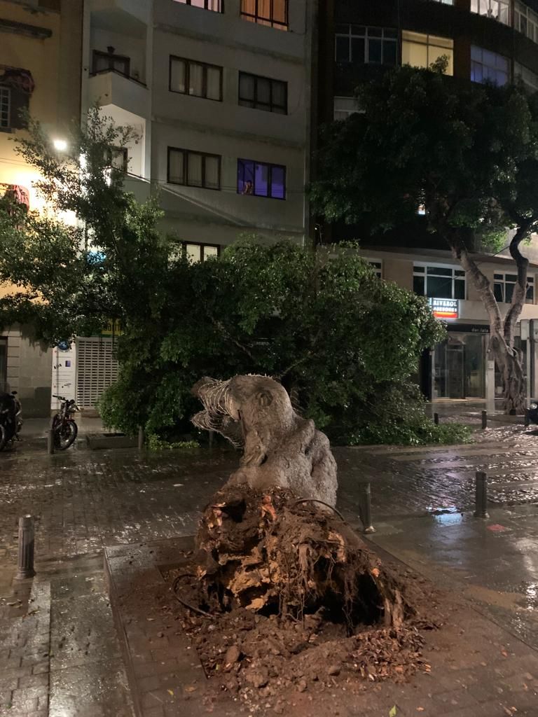 Cae un árbol en San Bernardo