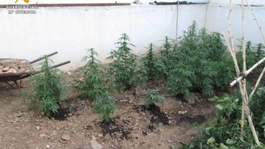 Cuatro detenidos por cultivar marihuana en el patio de una casa en Almonacid