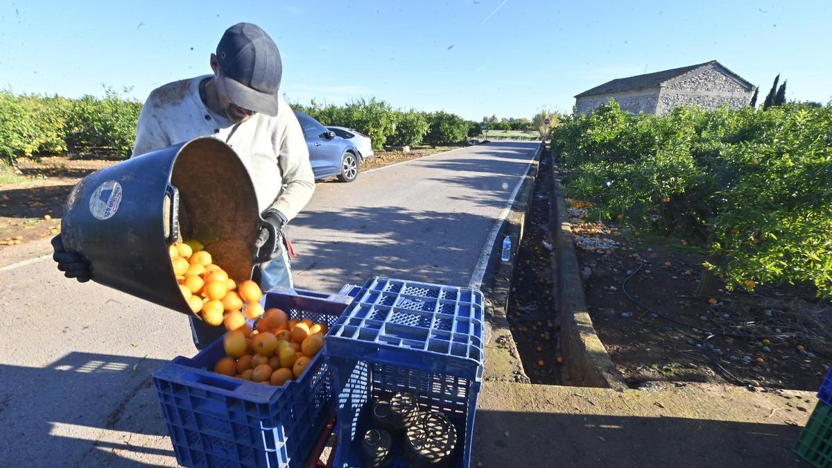 Un agricultor recollint taronges en una fotografia d'arxiu.