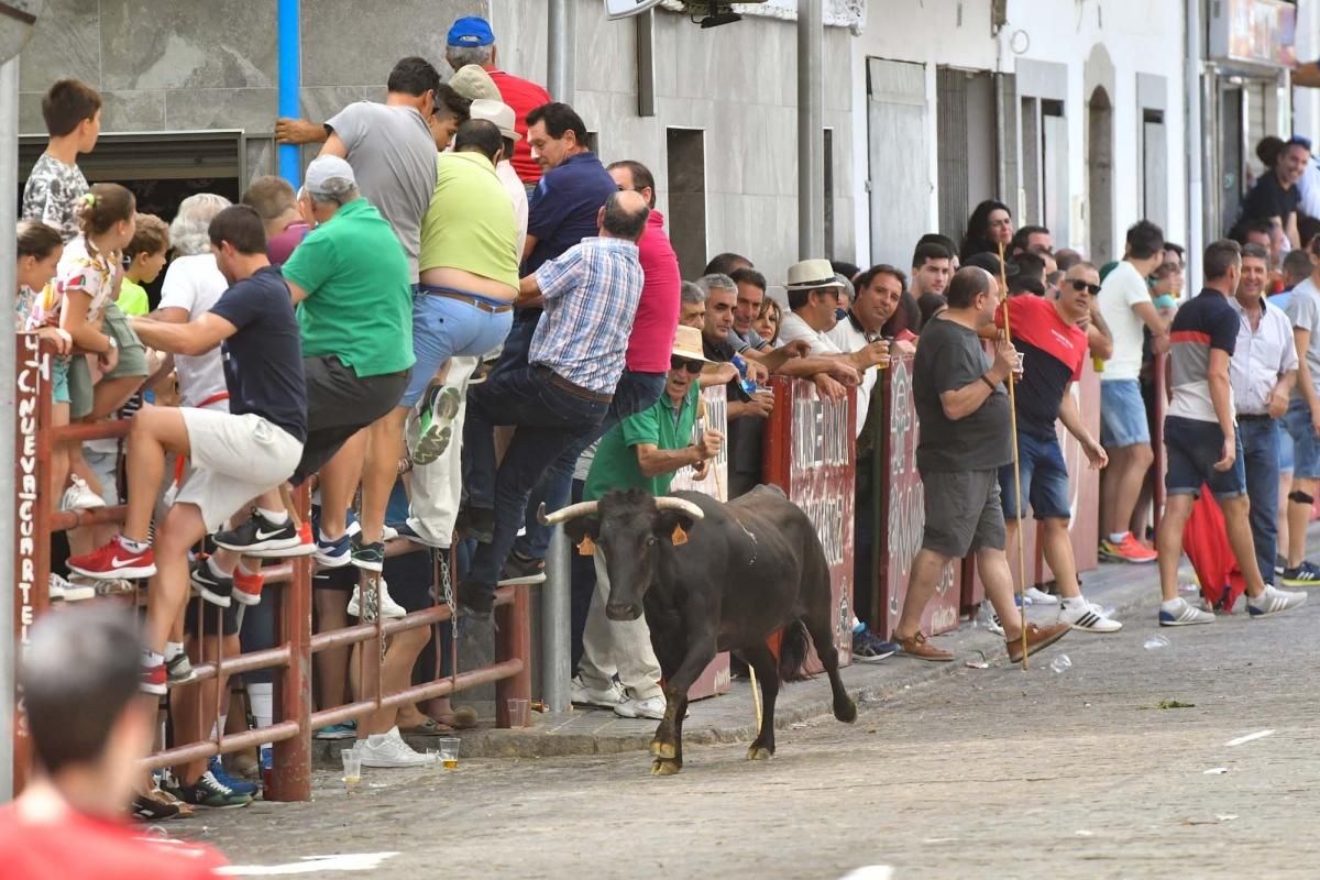 Primer encierro taurino en El Viso