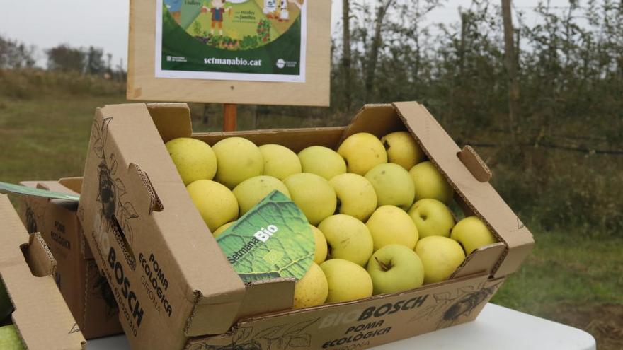 Una caixa de pomes ecològiques en una finca de pomeres a Sant Pere Pescador