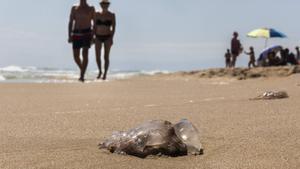 Medusas en la playa del Perellonet a principios de este mes de agosto.