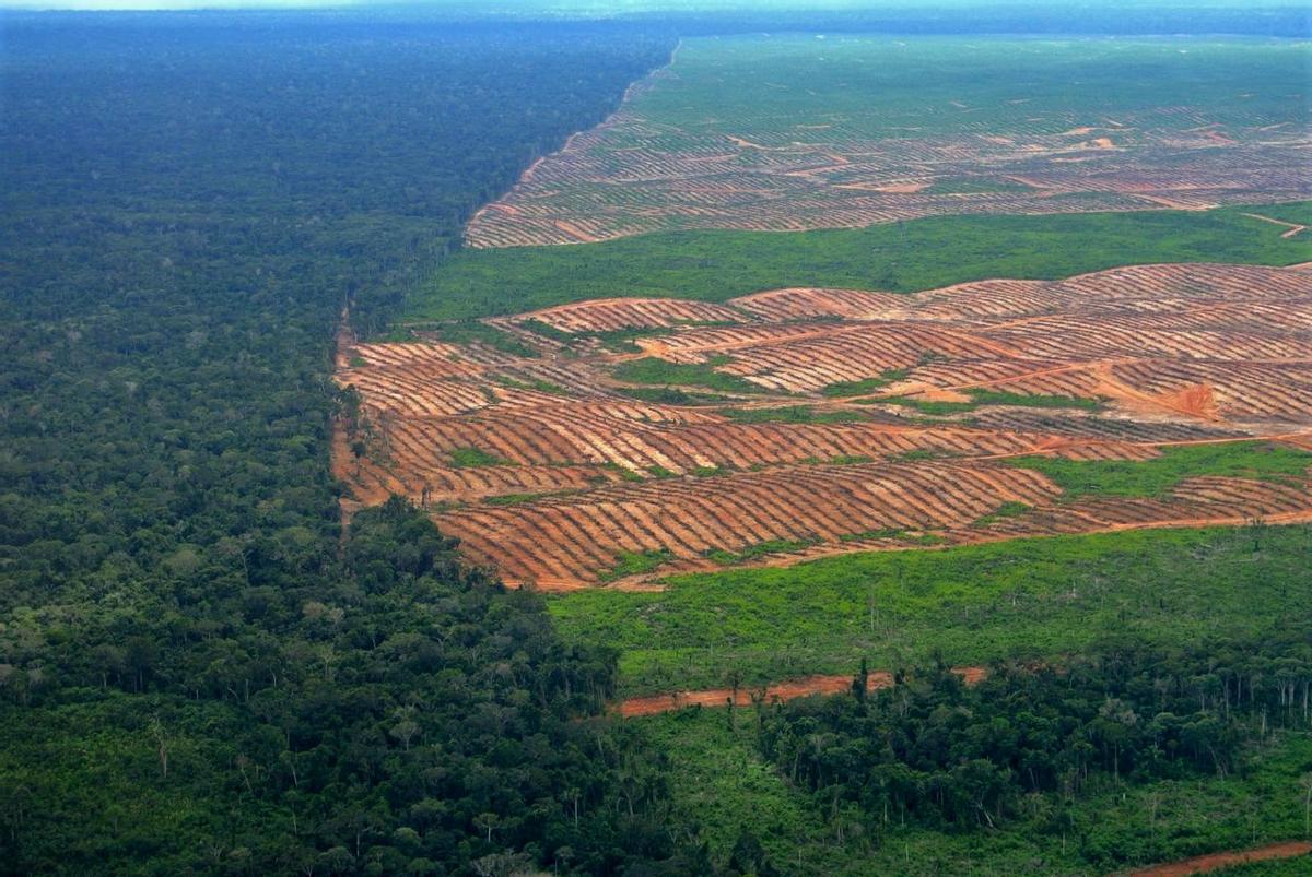 Deforestación en el Amazonas peruano.